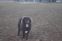Foxi, a female Newfoundland for sale in Apple Creek, OH – Photo 2 of 3