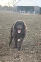 Foxi, a female Newfoundland for sale in Apple Creek, OH – Photo 3 of 3