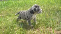 Zoro, a male Puggle for sale in Apple Creek, OH – 3 of 4