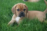 Patch, a male Puggle for sale in Apple Creek, OH – 6 of 7
