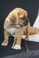 Aker, a male Puggle for sale in Apple Creek, OH – 3 of 9