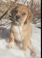 Bashful, a male Puggle for sale in Apple Creek, OH – Photo 1 of 4