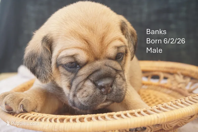 Banks – Puggle puppy for sale in Apple Creek, OH
