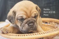 Banks, a male Puggle for sale in Apple Creek, OH – 1 of 5