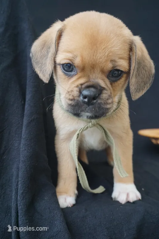 Bear – Puggle puppy for sale in Apple Creek, OH