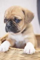 Zara, a female Puggle for sale in Apple Creek, OH – 2 of 3