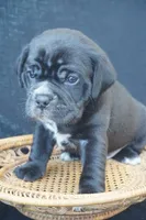 Finely, a male Puggle for sale in Apple Creek, OH – 1 of 5