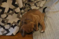 Sawyer, a male Puggle for sale in Apple Creek, OH – Photo 3 of 4