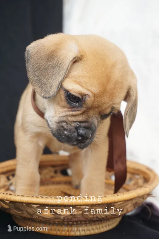Twix – Puggle puppy on hold in Apple Creek, OH