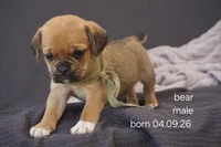 Bear, a male Puggle for sale in Apple Creek, OH – 2 of 4