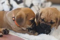 Sunni, a female Puggle for sale in Apple Creek, OH – Photo 5 of 7