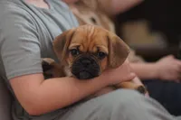 Sunni, a female Puggle for sale in Apple Creek, OH – Photo 4 of 7