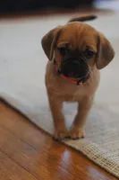 Sunni, a female Puggle for sale in Apple Creek, OH – Photo 2 of 7