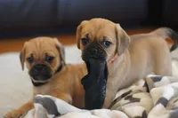Sunni, a female Puggle for sale in Apple Creek, OH – Photo 3 of 7