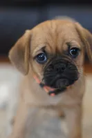 Sunni, a female Puggle for sale in Apple Creek, OH – Photo 7 of 7