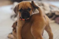 Sunni, a female Puggle for sale in Apple Creek, OH – Photo 6 of 7