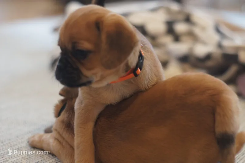 Sunni, a female Puggle for sale in Apple Creek, OH – Photo 1 of 7