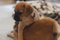 Sunni, a female Puggle for sale in Apple Creek, OH – Photo 1 of 7