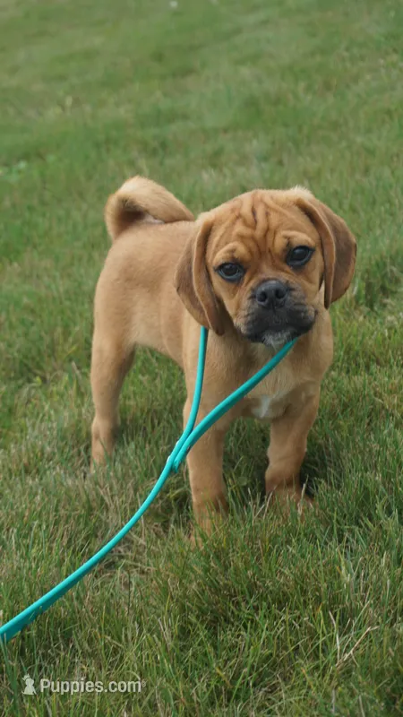 cal – Puggle puppy for sale in Apple Creek, OH