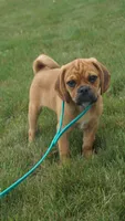 cal, a male Puggle for sale in Apple Creek, OH – 1 of 6