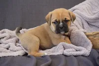 Hugo, a male Puggle for sale in Apple Creek, OH – 2 of 3