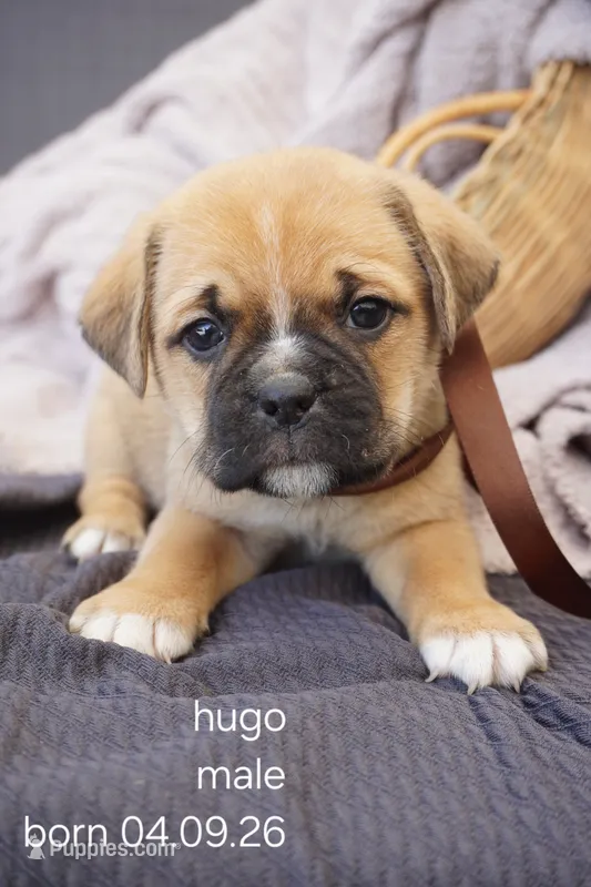 Hugo – Puggle puppy for sale in Apple Creek, OH