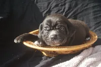 Finely, a male Puggle for sale in Apple Creek, OH – 3 of 4