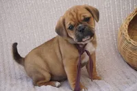 Opal, a female Puggle for sale in Apple Creek, OH – 3 of 3