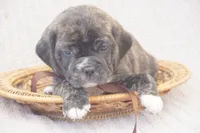 Lilly, a female Puggle for sale in Apple Creek, OH – 2 of 5