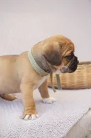 Aker, a male Puggle for sale in Apple Creek, OH – 2 of 3