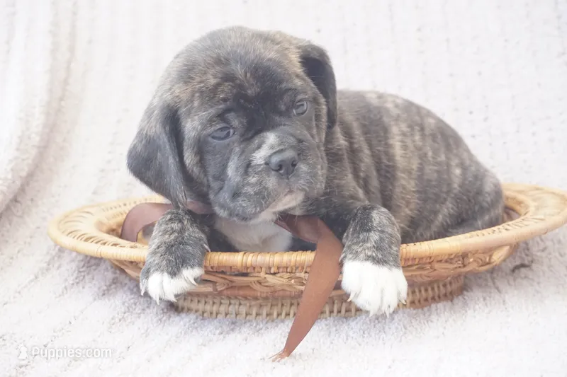 Lilly – Puggle puppy for sale in Apple Creek, OH