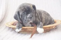 Lilly, a female Puggle for sale in Apple Creek, OH – 1 of 5