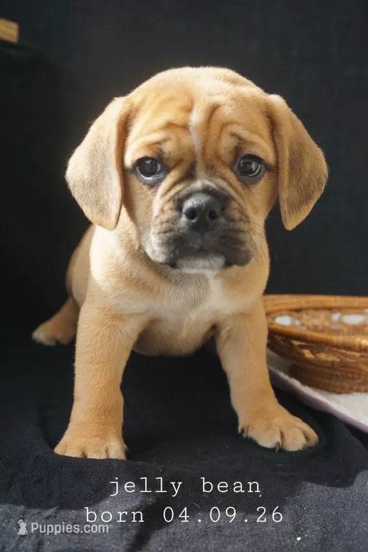 Jelly Bean – Puggle puppy for sale in Apple Creek, OH