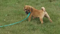 cal, a male Puggle for sale in Apple Creek, OH – 6 of 6