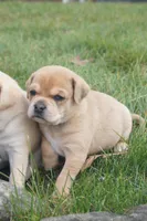 Emmanuel, a male Puggle for sale in Apple Creek, OH – Photo 6 of 6