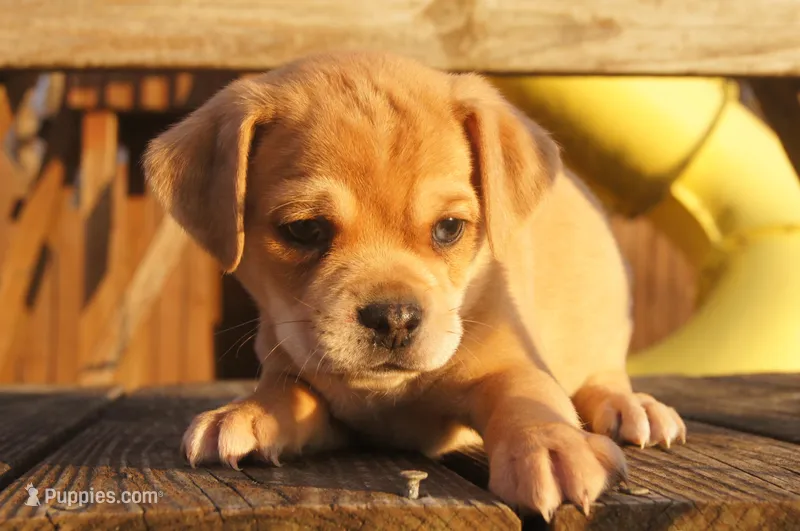 Emmanuel, a male Puggle for sale in Apple Creek, OH – Photo 1 of 6