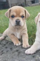 Emmanuel, a male Puggle for sale in Apple Creek, OH – Photo 5 of 6