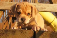 Emmanuel, a male Puggle for sale in Apple Creek, OH – Photo 2 of 6