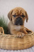 Patch, a male Puggle for sale in Apple Creek, OH – 2 of 3
