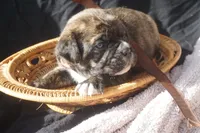 Fern, a female Puggle for sale in Apple Creek, OH – 3 of 4