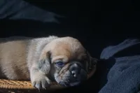 Banks, a male Puggle for sale in Apple Creek, OH – 3 of 4