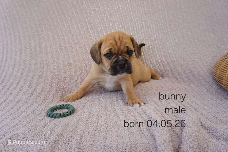 Bunny – Puggle puppy for sale in Apple Creek, OH