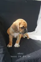 Aker, a male Puggle for sale in Apple Creek, OH – 4 of 9