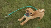 cal, a male Puggle for sale in Apple Creek, OH – 3 of 6