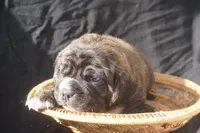 Lilly, a female Puggle for sale in Apple Creek, OH – 4 of 4