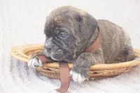 Fern, a female Puggle for sale in Apple Creek, OH – 3 of 4