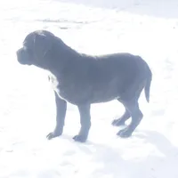 Holly, a female Puggle for sale in Apple Creek, OH – Photo 2 of 4