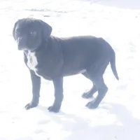 Holly, a female Puggle for sale in Apple Creek, OH – Photo 1 of 4