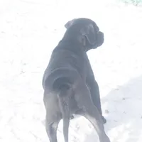 Holly, a female Puggle for sale in Apple Creek, OH – Photo 4 of 4