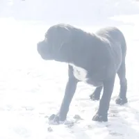 Holly, a female Puggle for sale in Apple Creek, OH – Photo 3 of 4